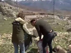Van polisinden sokak hayvanları için beslenme etkinliği
