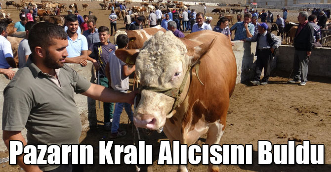 Kars Hayvan Pazarının Kralı Alıcısını Buldu