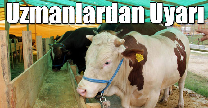 Sağlıklı Kurban Seçimi İçin Uzmanlardan Uyarı