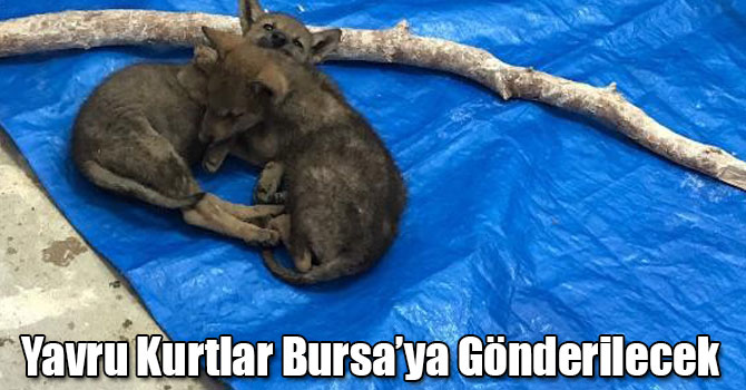 Kars'taki Yavru Kurtlar Bursa’ya Gönderilecek