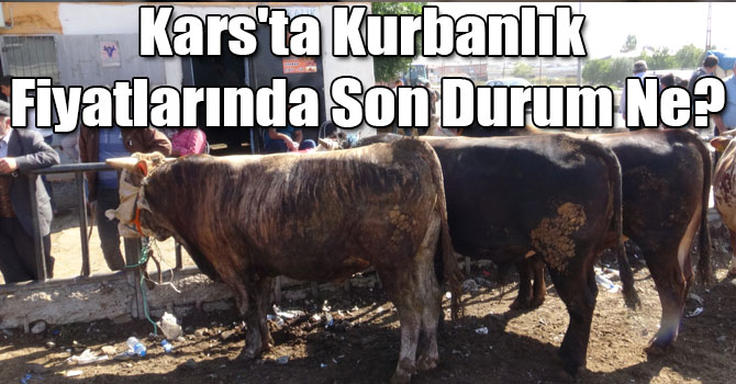 Kars'ta Kurbanlık Fiyatlarında Son Durum Ne?