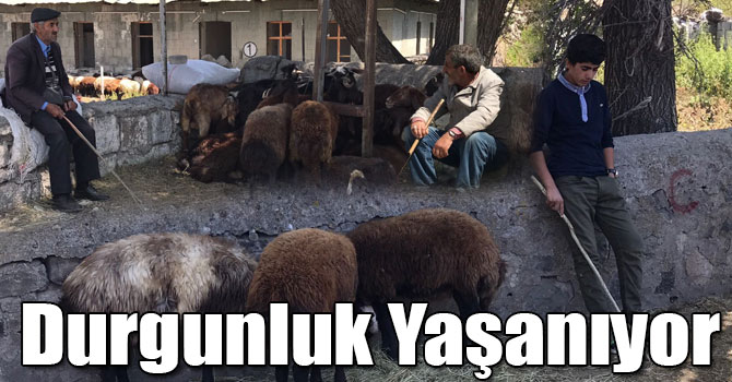 Sarıkamış’ta Hayvan Pazarı’nda Durgunluk Yaşanıyor