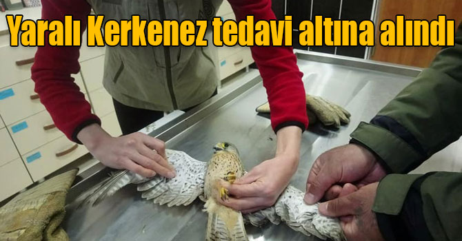 Yaralı Kerkenez tedavi altına alındı