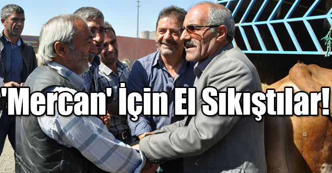 Kars'ta 700 Kiloluk 'Mercan' 11 Bin Liraya Satıldı