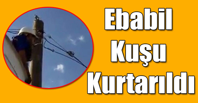Kars'ta Elektrik Direğinde Sıkışan Ebabil Kuşu Kurtarıldı