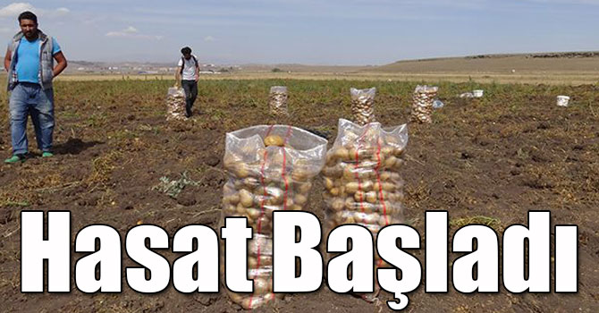 Kars'ta Patates Hasadı Başladı