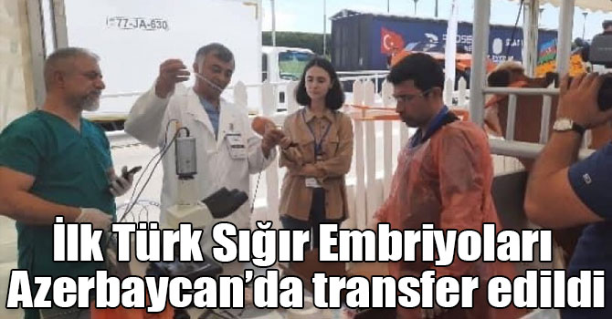 İlk Türk Sığır Embriyoları Azerbaycan’da transfer edildi