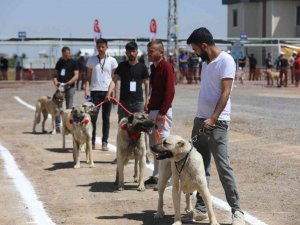 Anadolu Çoban Köpekleri Güzellik Yarışması