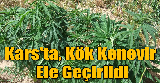 Kars'ta, Kök Kenevir Ele Geçirildi