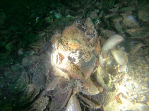 Yalova’da deniz polisi ender rastlanan ahtapot türünü görüntüledi