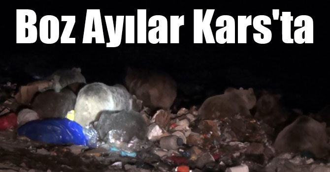 Boz Ayılar Kars'ta