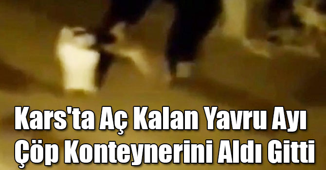 Kars'ta Aç Kalan Yavru Ayı Çöp Konteynerini Aldı Gitti