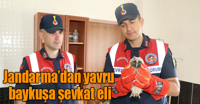 Jandarma’dan yavru baykuşa şevkat eli