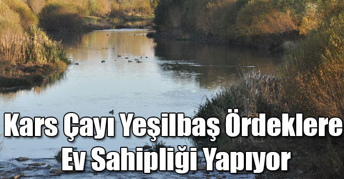 Kars Çayı Yeşilbaş Ördeklere Ev Sahipliği Yapıyor