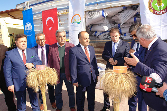 Yem Bitkisinde Dönüşümün Adı: Tritikale