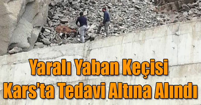Yaralı Yaban Keçisi Kars’ta Tedavi Altına Alındı