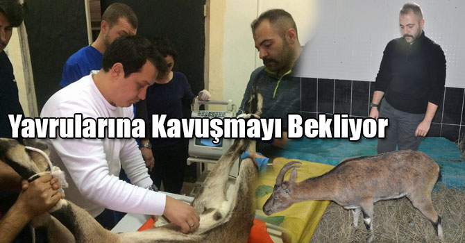 Yaban Dağ Keçisi, Yavrularına Kavuşmayı Bekliyor