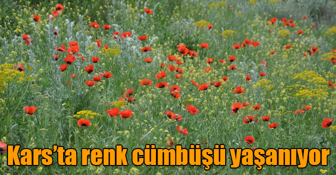 Kars’ta renk cümbüşü yaşanıyor