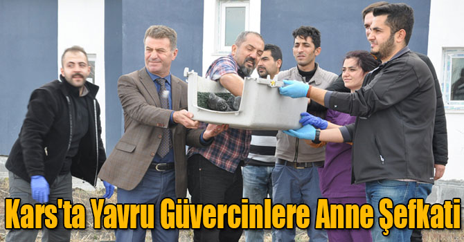 Kars'ta Yavru Güvercinlere Anne Şefkati
