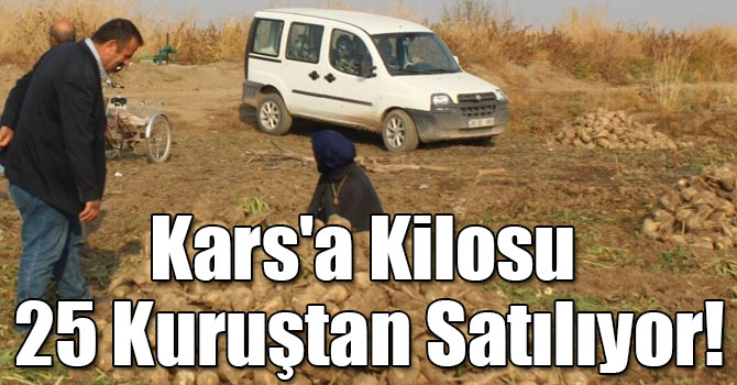 Iğdırlı Çiftçiler Şeker Pancarının Kilosunu Kars'a 25 Kuruştan Satıyor!