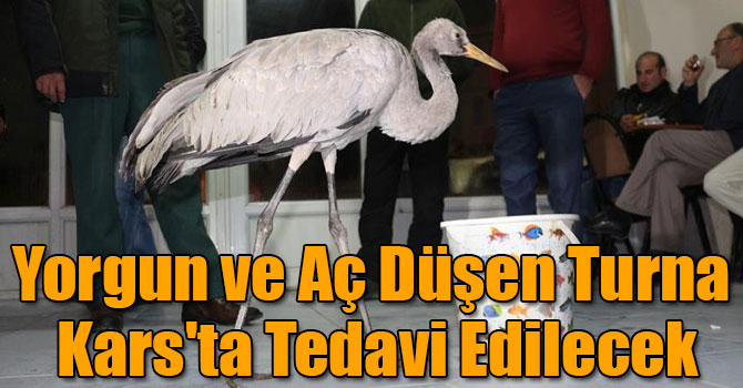 Yorgun ve Aç Düşen Turna Kars'ta Tedavi Edilecek