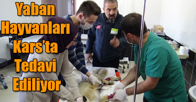 Trafik Kazalarına Maruz Kalan Yaban Hayvanları Kars’ta Tedavi Ediliyor