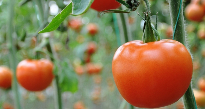 Enflasyon Şampiyonu Domates Oldu