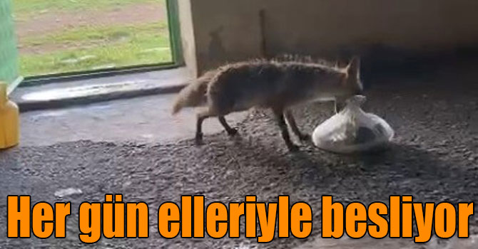 Karslı vatandaş tilkiyi her gün elleriyle besliyor