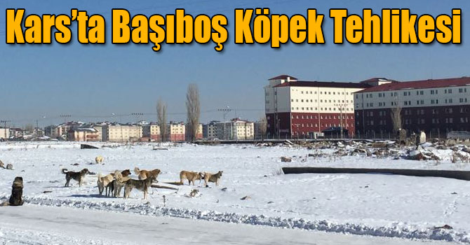 Kars’ta Başıboş Köpek Tehlikesi