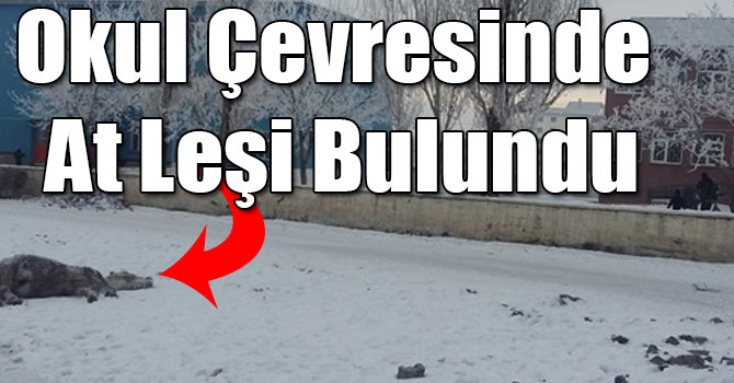 Kars'ta Okul Çevresinde At Leşi Bulundu