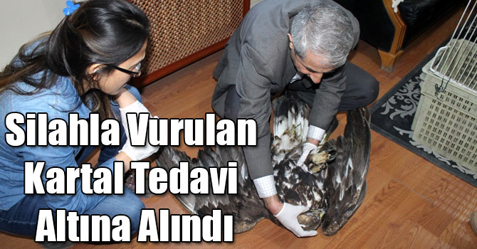 Tuzluca’da Silahla Vurulan Kartal Kars’ta Tedavi Altına Alındı
