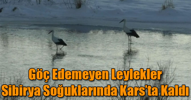 Göç Edemeyen Leylekler Sibirya Soğuklarında Kars’ta Kaldı