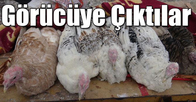 Kars’ta, Yılbaşı Hindileri Görücüye Çıktı