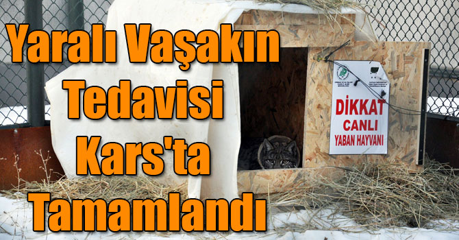 Yaralı Vaşakın Tedavisi Kars'ta Tamamlandı