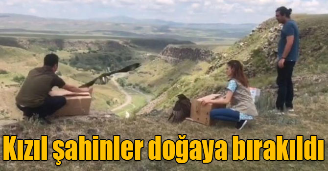 Kars’ta kızıl şahinler doğaya bırakıldı