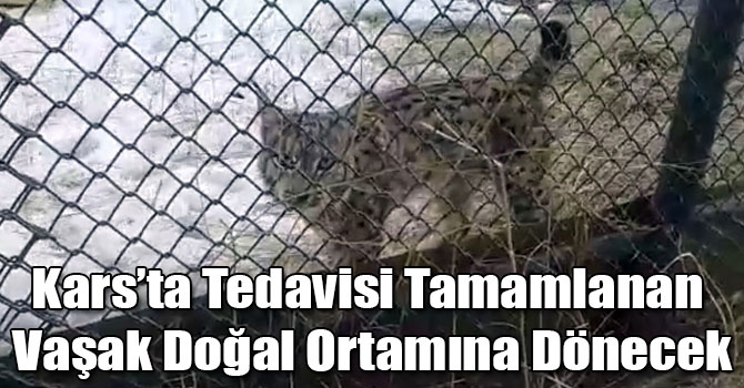Kars’ta Tedavisi Tamamlanan Vaşak Doğal Ortamına Dönecek