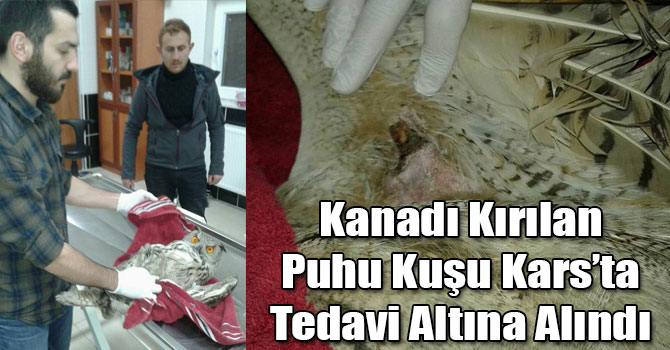 Kanadı Kırılan Puhu Kuşu Kars’ta Tedavi Altına Alındı
