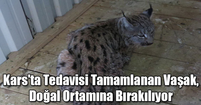 Kars'ta Tedavisi Tamamlanan Vaşak, Doğal Ortamına Bırakılıyor