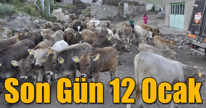 Buzağı Destekleme Ödenmeleri 12 Ocak’a Kadar Devam Edecek