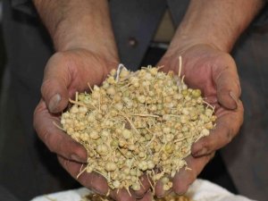 Bu tohumunun faydaları saymakla bitmiyor kapış kapış gidiyor