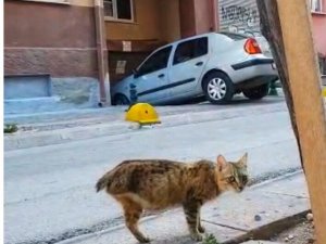 Bacağı ve kuyruğu olmayan kediyi tedavi ettirip yeni yuva buldular