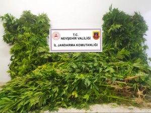 Nevşehir’de kenevir bitkisi yetiştiren şahıs göz altına alındı