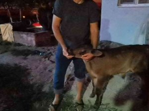 Ahır yangınında inanılmaz kurtuluş