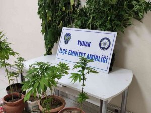 Konya’da evde saksıda uyuşturucu yetiştiren şüpheli tutuklandı