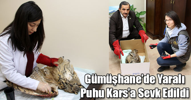 Gümüşhane’de Yaralı Puhu Kars’a Sevk Edildi