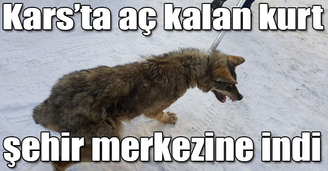Kars’ta aç kalan kurt şehir merkezine indi