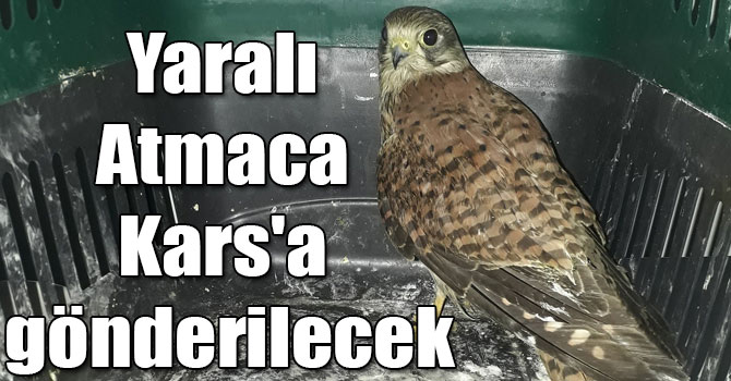 Yaralı Atmaca Kars'a gönderilecek