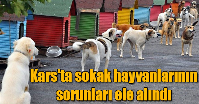 Kars'ta sokak hayvanlarının sorunları ele alındı