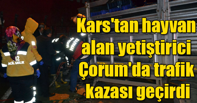 Kars'tan hayvan alan yetiştirici Çorum'da trafik kazası geçirdi
