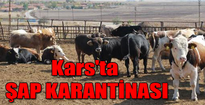 Kars’ta şap karantinası